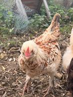 Kipjes, volwassen en 2 grote kuilens. Brahma familie, Dieren en Toebehoren