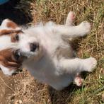 Ruwharige jack russel pups, Dieren en Toebehoren, België, Particulier, Jack Russell Terriër, Teef