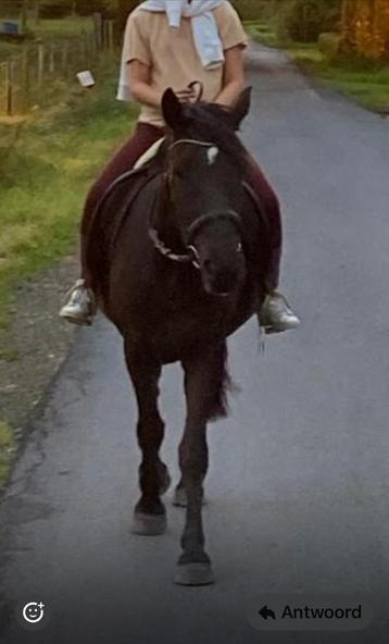 Fleurtje, 4jaar, koudbloed, merrie, dames paardje beschikbaar voor biedingen
