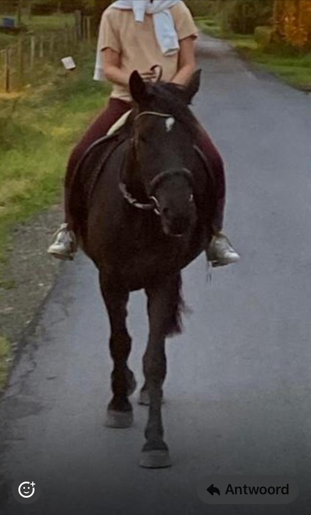 Fleurtje, 4jaar, koudbloed, merrie, dames paardje, Dieren en Toebehoren, Paarden, Merrie, Zadelmak, 160 tot 165 cm, 3 tot 6 jaar