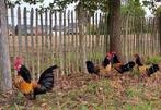 4 Sierhanen Bassette, Dieren en Toebehoren, Pluimvee, Mannelijk, Kip