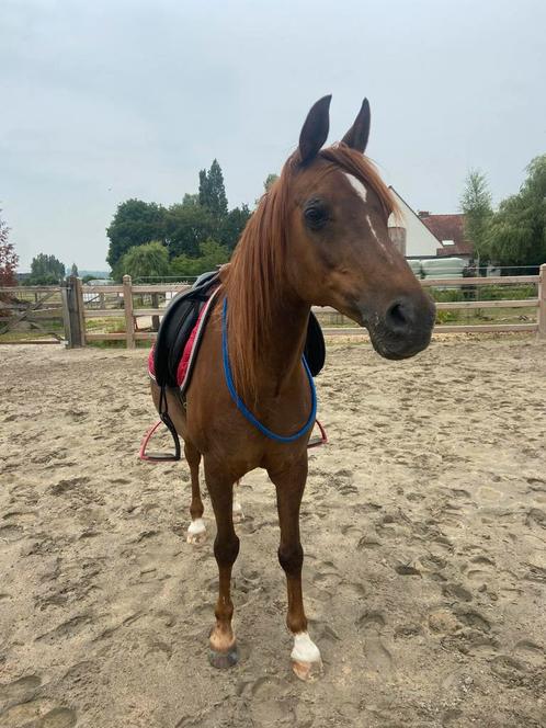 Halve stal aangeboden, Dieren en Toebehoren, Pony's