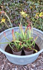 Sarracenia flava, gele trompetbekerplant, vleesetende plant, Tuin en Terras, Ophalen