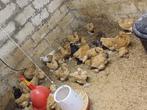 Brahma´s te koop 30 stuks, Dieren en Toebehoren, Meerdere dieren, Kip