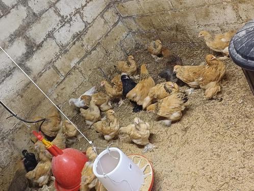 Brahma´s te koop 15 stuks, Dieren en Toebehoren, Pluimvee, Kip, Meerdere dieren