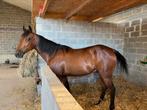 Recreatiepaard, Dieren en Toebehoren, Paarden, Ruin, Recreatiepaard