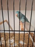 forpus, Dieren en Toebehoren, Vrouwelijk, Parkiet, Geringd