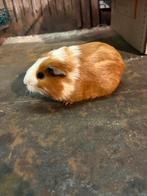 Cavia vrouwtje, Dieren en Toebehoren, Knaagdieren, December, Vrouwelijk, Cavia