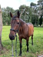 Weidemaatje, Dieren en Toebehoren, Paarden, Ruin