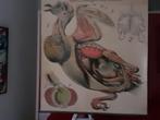 Antieke schoolplaten pfurtscheller, Antiek en Kunst, Ophalen