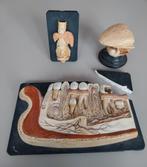 Pièces anatomiques cabinet curiosité, Antiquités & Art, Enlèvement ou Envoi