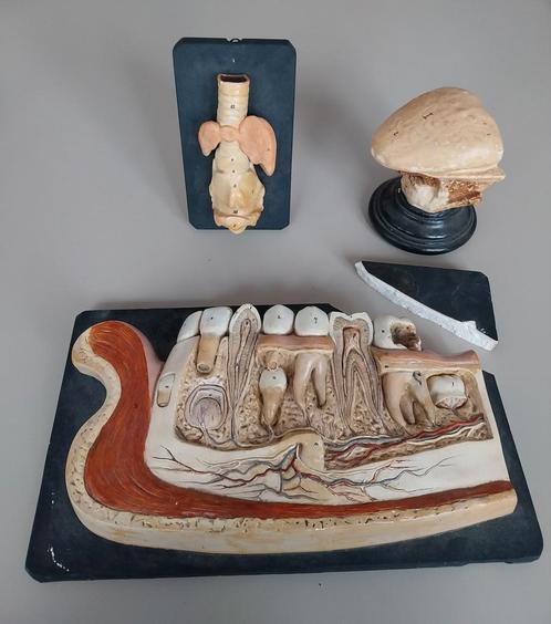 Pièces anatomiques cabinet curiosité, Antiek en Kunst, Curiosa en Brocante, Ophalen of Verzenden