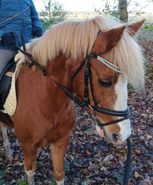 B Pony, Dieren en Toebehoren, Pony's, Merrie, B, B pony (1.17m tot 1.27m), Recreatiepony, 11 jaar of ouder, Gechipt, Ontwormd
