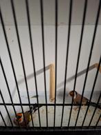 Elzen putters kleine distelvinken, Dieren en Toebehoren, Meerdere dieren, Wildzangvogel, Geringd