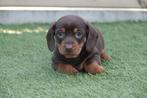 Prachtige kortharige dwerg teckel pups, Dieren en Toebehoren, België, CDV (hondenziekte), 8 tot 15 weken, Korthaar