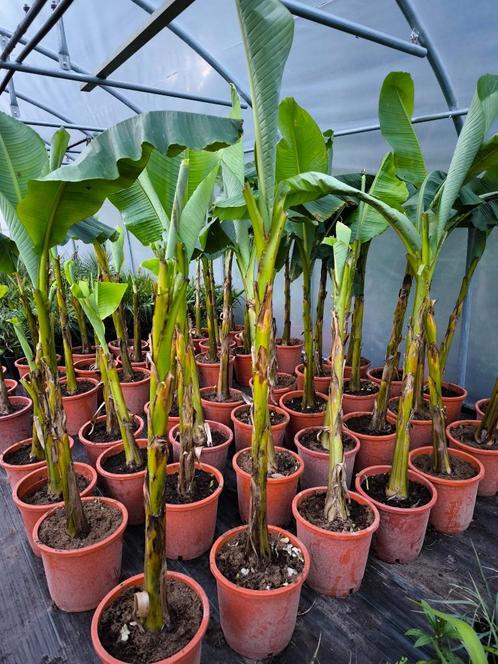 Winterharde bananenbomen  : musa basjoo, Tuin en Terras, Planten | Tuinplanten, Vaste plant, Overige soorten, Halfschaduw, Zomer