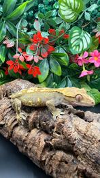 Cappuccino Crested Gecko voor mannen (2,5 jaar) — RTB, Dieren en Toebehoren, Reptielen en Amfibieën