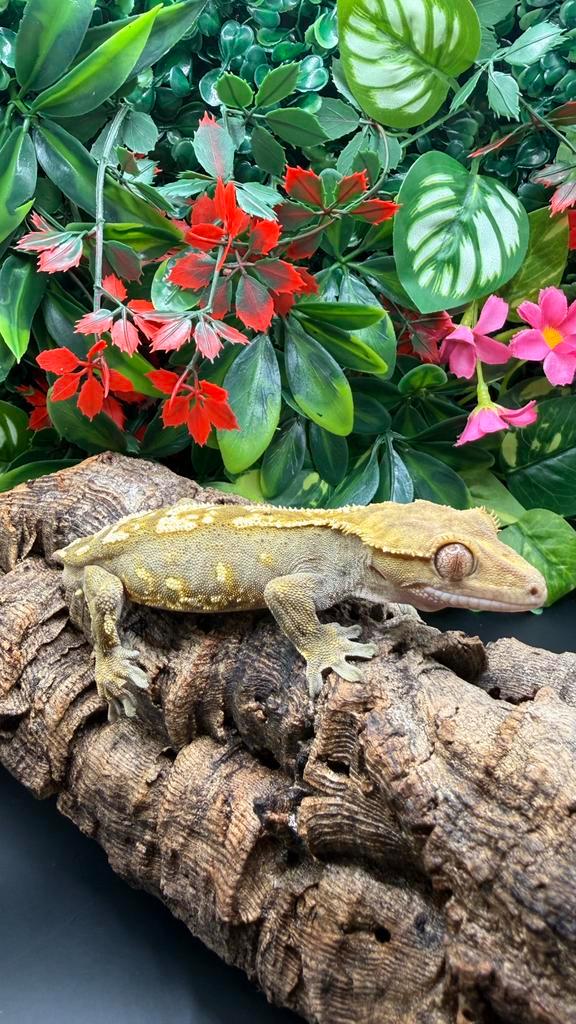 Cappuccino Crested Gecko voor mannen (2,5 jaar) — RTB, Dieren en Toebehoren, Reptielen en Amfibieën