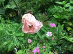 Zaad Oosterse papaver - Papaver orientalis, Ophalen of Verzenden, Zaad