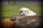 Maltezer pups, België, Maltezer, Reu, CDV (hondenziekte)