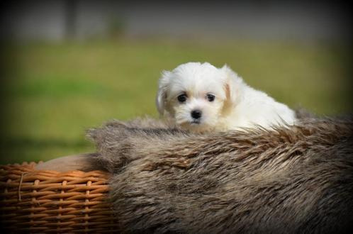 Maltezer pups, Dieren en Toebehoren, Honden | Chihuahua's en Gezelschapshonden, Reu, Maltezer, Fokker | Professioneel, Meerdere