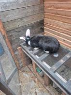 Konijn voedster 7 nde maand vlamse ruis, Dieren en Toebehoren