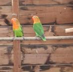 Jonge fischeri's, Dieren en Toebehoren, Vogels | Parkieten en Papegaaien, Geslacht onbekend, Dwergpapegaai of Agapornis, Tam