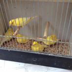 Canaris malinois, Plusieurs animaux, Canari chanteur