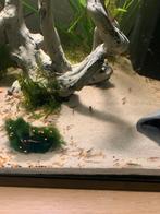 Aquarium met garnalen en ruiten kuisers