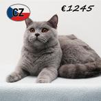 Prachtige British Shorthair-kittens te koop, Meerdere dieren, Gechipt, 0 tot 2 jaar