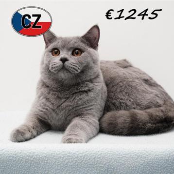 Prachtige British Shorthair-kittens te koop beschikbaar voor biedingen