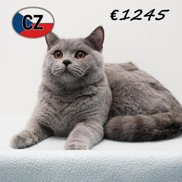 Prachtige British Shorthair-kittens te koop, Dieren en Toebehoren, Katten en Kittens | Raskatten | Korthaar, Meerdere dieren, 0 tot 2 jaar