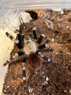 Vogelspinnen N. Chromatus