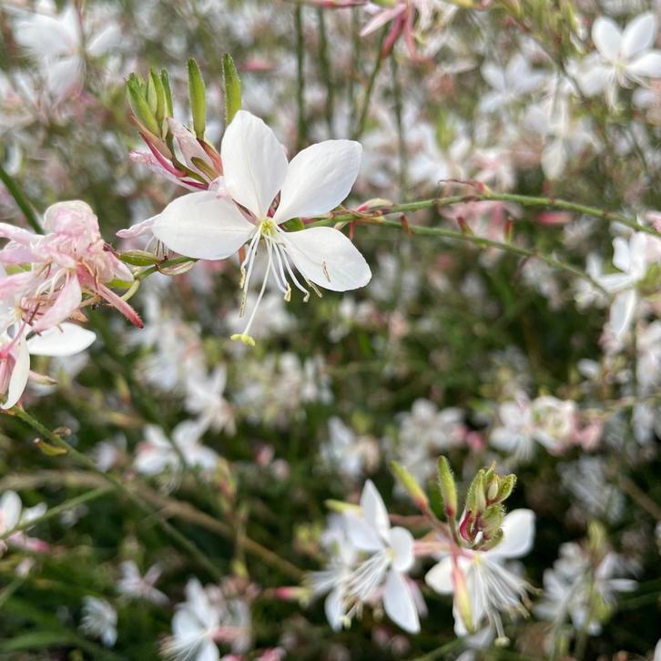 Bodembedekkers aan PROMOprijzen, Tuin en Terras, Planten | Tuinplanten, Bodembedekkers, Ophalen