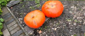 Bio pompoenen  beschikbaar voor biedingen