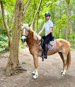 Brave merrie, Dieren en Toebehoren, Paarden, Merrie, Met stamboom, Minder dan 160 cm, Zadelmak