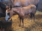 Mooi paint overo merrieveulen, Dieren en Toebehoren, Merrie, Gechipt