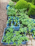plants de tomates et de poivrons cultivez par nous-mêmes, Enlèvement ou Envoi