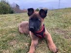 Mechelse herder pup, Dieren en Toebehoren, België, Fokker | Hobbymatig, Reu, CDV (hondenziekte)