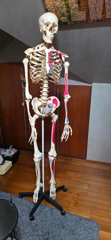Anatomie Skelet 1,80 m beschikbaar voor biedingen