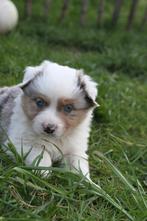 Mini american shepherd, België, Particulier, Overige rassen, CDV (hondenziekte)