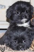 shih tzu pup, beide ouders zijn aanwezig, Dieren en Toebehoren, Honden | Chihuahua's en Gezelschapshonden, België, Overige rassen