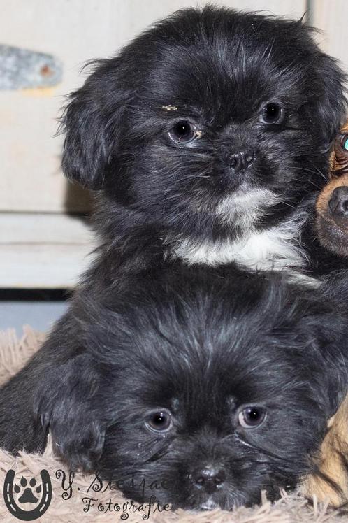 shih tzu pup, beide ouders zijn aanwezig, Dieren en Toebehoren, Honden | Chihuahua's en Gezelschapshonden, Teef, Overige rassen