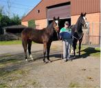 1 jarig merrie veulen en 4 jarige merrie, Dieren en Toebehoren, Merrie, Springpaard, Gechipt, 0 tot 2 jaar