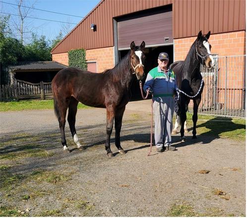 1 jarig merrie veulen en 4 jarige merrie, Dieren en Toebehoren, Paarden, Merrie, Onbeleerd, 0 tot 2 jaar, Springpaard, Met stamboom