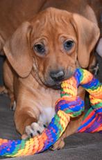 Prachtige Rhodesian Ridgeback pups, Dieren en Toebehoren, België, Overige rassen, CDV (hondenziekte), 8 tot 15 weken