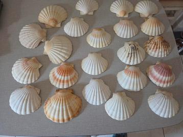 22 stuks  St.Jacobsschelpen. beschikbaar voor biedingen