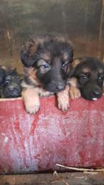 Duitse herder pups, Dieren en Toebehoren, België, Fokker | Hobbymatig, 8 tot 15 weken, Meerdere