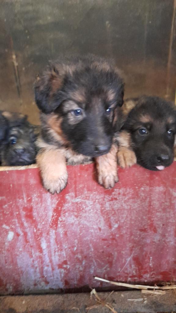 Duitse herder pups, Dieren en Toebehoren, Honden | Herdershonden en Veedrijvers, Teef, Herder, Fokker | Hobbymatig, Meerdere, België