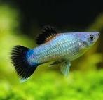 Blauwe platy, Animaux & Accessoires, Poisson, Poisson d'eau douce